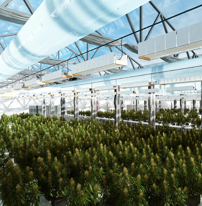 Cannabis facility